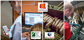 Comment devenir Agent(e) d'élevage laitier ou porcin ?